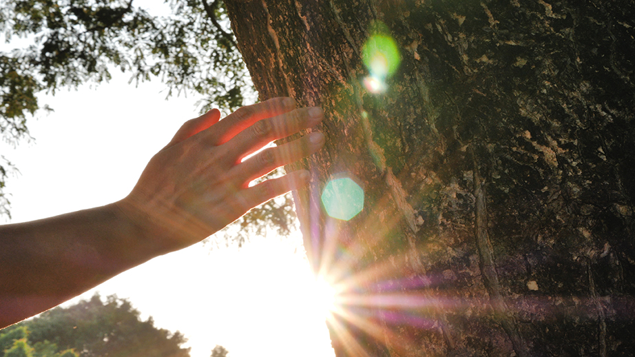 Closeup hand touching a tree trunk in the forest. Human is caring about nature and environment.